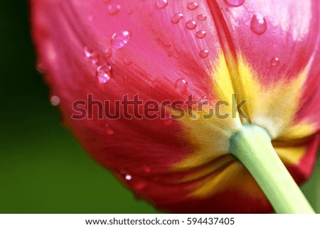 Close up of a tulip with rain drops on the petals