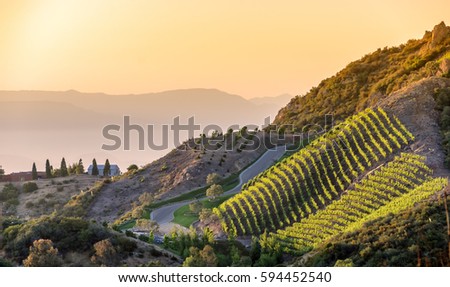 Southern California vineyards on a hillside, with hazy mountain background.
