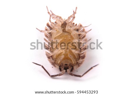 Close up view of a common woodlice (Porcellio scaber) from the bottom isolated on a white background with soft shadow