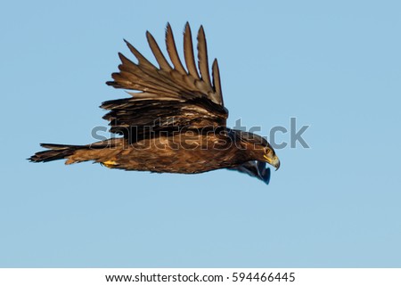 Bald eagle flying, juvenile phase, California, Tulelake, Lower Klamath National Wildlife Refuge, Taken 02.2017 Royalty-Free Stock Photo #594466445