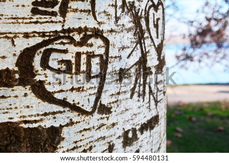 Hand carved and cut heart into a birch tree trunk