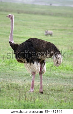 Male ostrich in Ngorongoro Crater, Tanzania