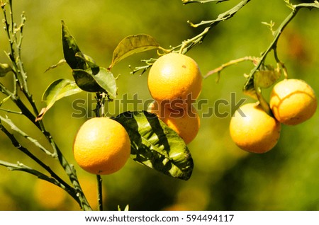 This picture shows an orange tree with a blurred green background