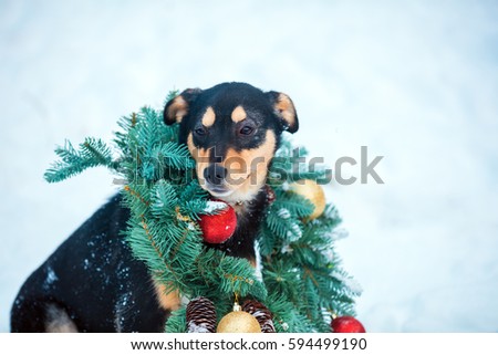 Portrait of a dog wearing christmas wreath sitting outdoor in snow
