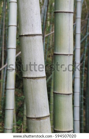 bamboo in the Chinese forest
