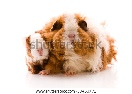 guinea pigs on the white