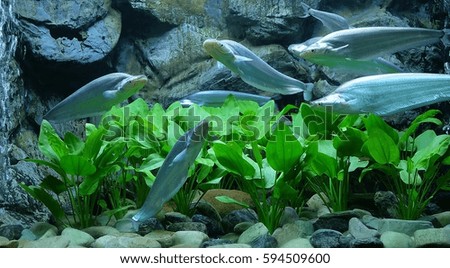 Aquarium Thailand