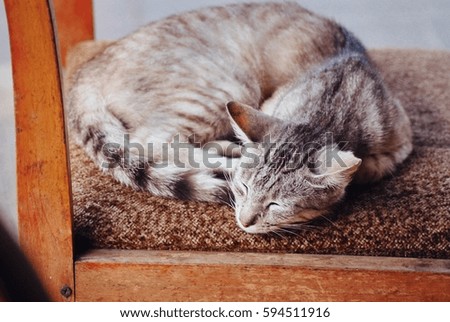Adorable striped cat sleeping on a chair.