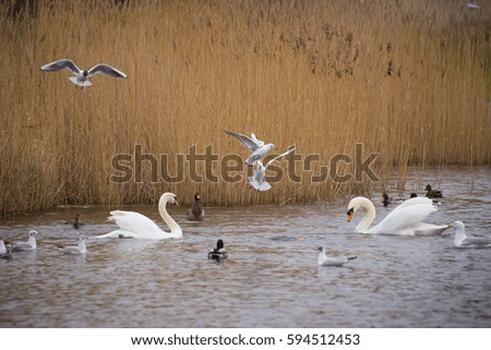 white swans and seagulls on a lake, being fed.