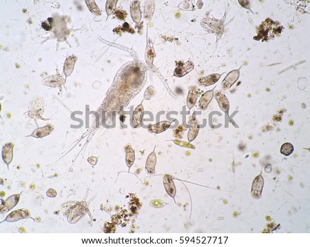 MICROORGANISMS-MICROORGANISMS-MICROORGANISMS-MICROORGANISMS-OCEAN Stock ...