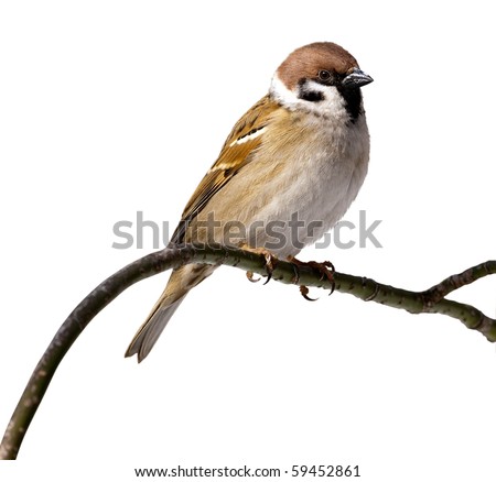 Tree Sparrow in front of white background, isolated. Sparrow perching on a branch of the tree. Royalty-Free Stock Photo #59452861