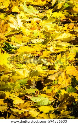 Background of fallen yellow and green maple leaves receding away.