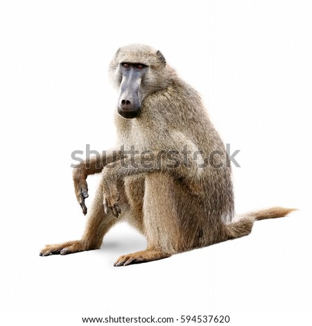 African baboon sitting down and looking forward. Isolated on white.