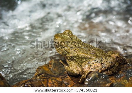close up frog near waterfall in nature