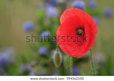 portrait picture of a red poppy blossom