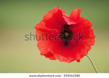 portrait picture of a red poppy blossom