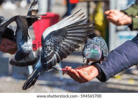 picture of hands feeding doves on the St. Marks Square in Venice, Italy