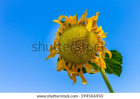 The sunflower standing alone isolately from the blue sky.
