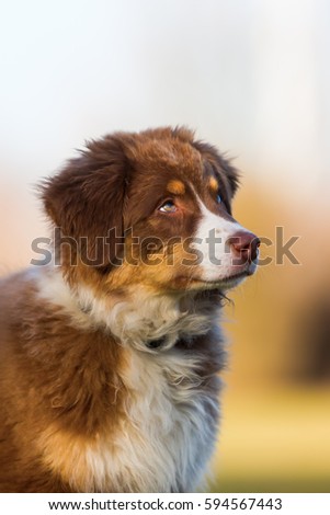 portrait picture of the head of an Australian Shepherd puppy