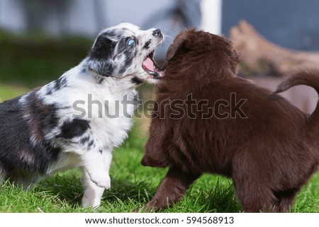 picture of two fighting Australian Shepherd puppies
