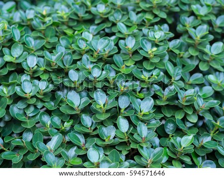 green leaves background texture Siamese rough bush or tooth bush tree wall  Royalty-Free Stock Photo #594571646