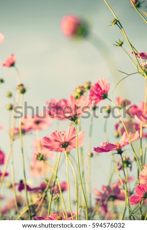 cosmos flower and soft light with vintage toned effect.