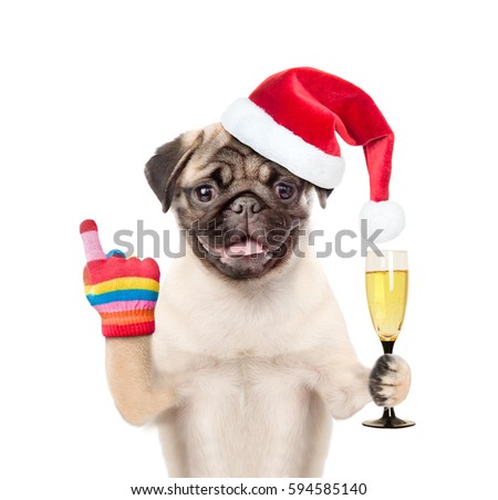 Dog in christmas hat holding glass of champagne and points up. isolated on white background