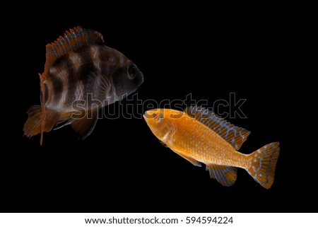 Portrait of freshwater cichlid fish on black background