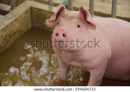 happy pig in the farm 