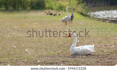 African Chinese Goose Stock Photo