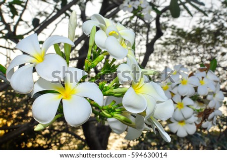 Plumeria flowers several, white flowers.Beautiful flower background.Amazing view of bright white flowering blooming in the garden at the middle of sunny spring day with green grass and blue sky.