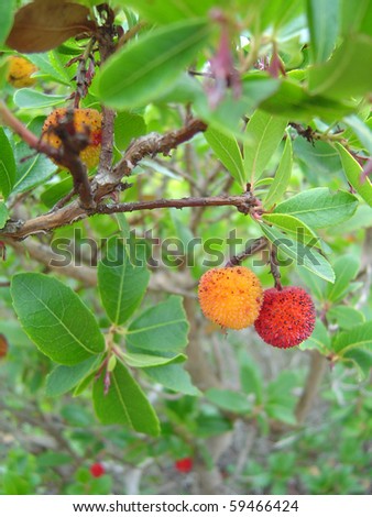Two of a kind! Differently colored fruits of the same tree (Arbutus unedo) - diversity, unity and uniqueness concept Royalty-Free Stock Photo #59466424