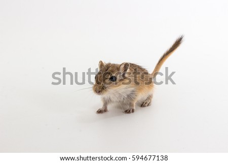 Litter Mongolian gerbil, Desert Rat on white background