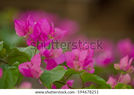 Bougainvillea The color of the beautiful Phu Ban on fertile trees. Warm morning sun warm gold. Bobae is very beautiful.