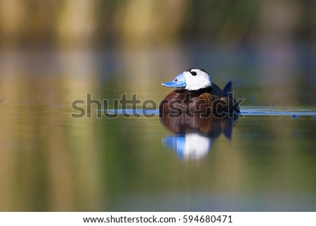 Swimming duck. Cute animals. Colorful nature background. Duck: White headed Duck. Oxyura leucocephala.