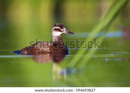 Swimming duck. Colorful lake habitat background. Bird: White headed Duck. Oxyura leucocephala.