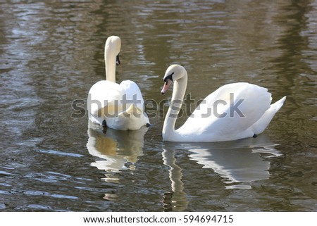 walking floating swans