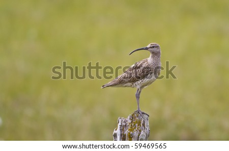 Whimbrel (Numenius phaeopus) standing on a post looking over it's shoulder. Shallow depth of focus