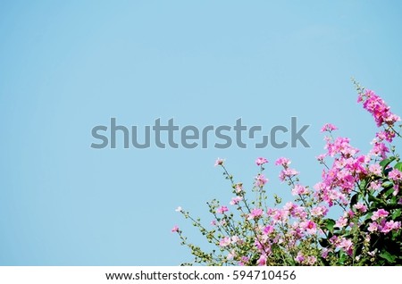 Beautiful pink flower with blue sky background