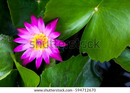 Single pink lotus (water lily) with the green leaf background