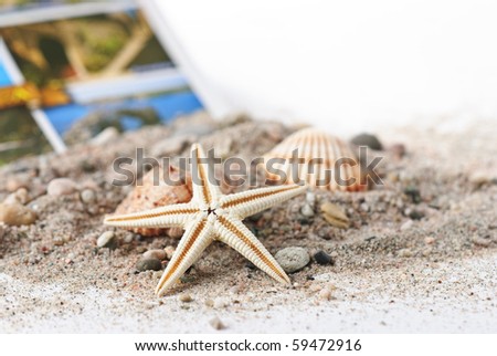 Seashells and a starfish placed on sand and isolated on white