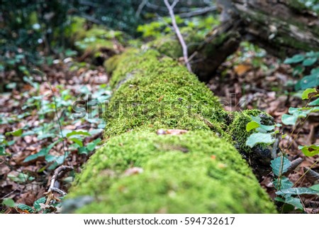 Green moss growing on a big tree trunk. Blurry forest background. Autumn leaves on the ground. Low-angle close-up shot.