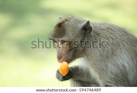 monkey eat ice cream