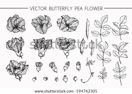 Drawing flowers. Vector collection set of butterfly pea flower by hand drawing on white backgrounds.
