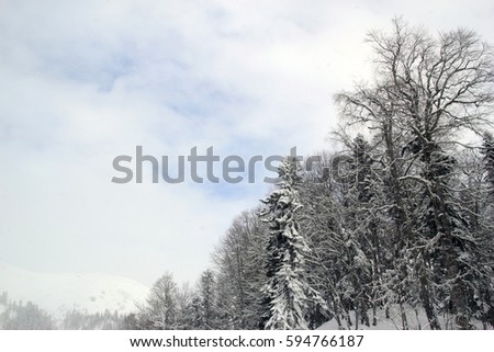 Winter forest in the Rosa Khutor ski resort, Caucasus mountains