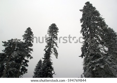Winter forest in the Rosa Khutor ski resort, Caucasus mountains