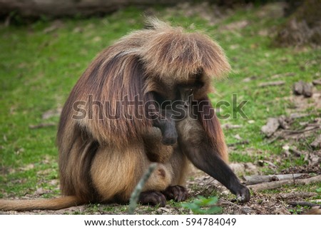 Gelada baboon (Theropithecus gelada), also known as the bleeding-heart monkey. 