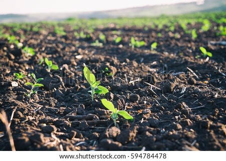 Rows with green seedlings grow in a rural agricultural field in sunny spring day. Natural food crops growing in rich black soil in Ukrainian fields 