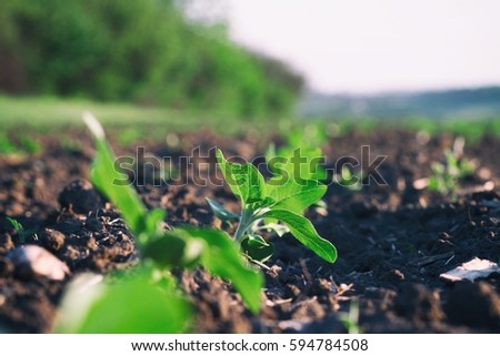 Green food crops growing on rural farm in South Eastern Ukraine. Earth Day and natural food concept