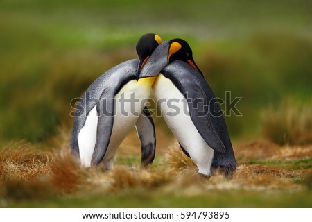 King penguin couple cuddling in wild nature, green background. Two penguins making love in the grass. Wildlife scene from nature. Bird behavior, wildlife scene from nature, Antarctica.